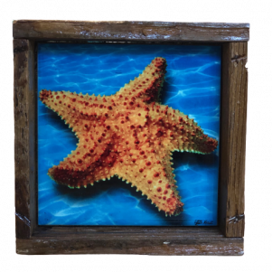 starfish lobster trap frame