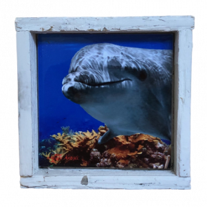 dolphin frame